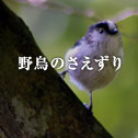 野鳥のさえずり