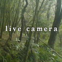 live camera